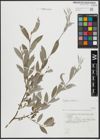 Foto von Salix alba L.